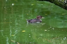 Kappensäger (3 von 3).jpg